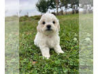 Zuchon PUPPY FOR SALE ADN-839084 - Teddy Bear Puppy