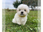 Zuchon PUPPY FOR SALE ADN-839079 - Teddy Bear Puppy