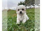 Zuchon PUPPY FOR SALE ADN-839076 - Teddy Bear Puppy