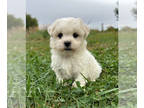 Zuchon PUPPY FOR SALE ADN-839074 - Teddy Bear Puppy
