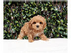 Maltipoo PUPPY FOR SALE ADN-839071 - Red Cream Maltipoo Girl