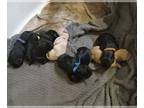 Goldendoodle PUPPY FOR SALE ADN-839063 - goldendoddle puppies ready by Christmas