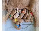 Poodle (Standard) PUPPY FOR SALE ADN-839055 - Standard poodle Puppies