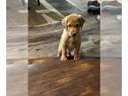 Labrador Retriever PUPPY FOR SALE ADN-839040 - AKC LABRADOR RETRIEVER CHAMP