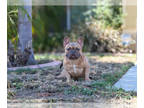 French Bulldog PUPPY FOR SALE ADN-839036 - Freddy Frenchie