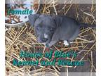 American Pit Bull Terrier PUPPY FOR SALE ADN-839035 - Blue Nose APBT