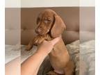 Dachshund PUPPY FOR SALE ADN-839034 - Beautiful Dachshund standard size puppies