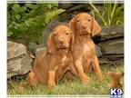 Vizsla PUPPY FOR SALE ADN-839024 - Beautiful Vizsla Puppies available