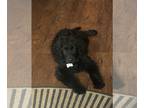 Bouvier Des Flandres-Golden Retriever Mix PUPPY FOR SALE ADN-838910 - 11 week