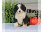 Bernese Mountain Dog PUPPY FOR SALE ADN-839019 - AKC Bernese Mountain Dog