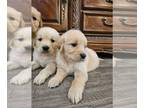 English Cream Golden Retriever PUPPY FOR SALE ADN-839018 - Adorable AKC Golden