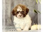 ShihPoo PUPPY FOR SALE ADN-839015 - F1 Shihpoo