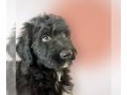Aussiedoodle PUPPY FOR SALE ADN-839010 - Aussiedoodle puppy