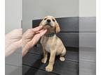 Labrador Retriever PUPPY FOR SALE ADN-839003 - Sweet female lab pup