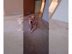 Chow Chow PUPPY FOR SALE ADN-839000 - Chow Chow