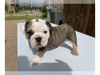 English Bulldog PUPPY FOR SALE ADN-838946 - AKC English Bulldog Puppy Daisy