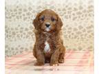 Cavapoo PUPPY FOR SALE ADN-838938 - Mario