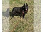 Schipperke DOG FOR ADOPTION ADN-839102 - AKC Female Adult Black