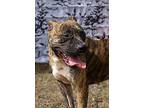 Baby, Terrier (unknown Type, Medium) For Adoption In Abbeville, Louisiana
