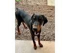 Addie, Doberman Pinscher For Adoption In Cottonwood, Arizona