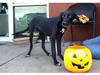 Stoney, Labrador Retriever For Adoption In Abbeville, Louisiana