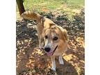 Shadow, Golden Retriever For Adoption In Fairhope, Alabama