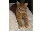 Piper, Domestic Shorthair For Adoption In Little Rock, Arkansas