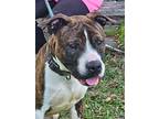 Winston, American Pit Bull Terrier For Adoption In Port Jervis, New York
