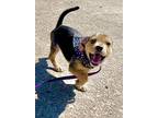 Rowdy Yates In Texarkana Tx, Dachshund For Adoption In Texarkana, Texas