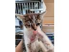 Wisteria, Domestic Shorthair For Adoption In Linton, Indiana