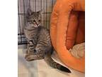 Beyonce, Domestic Shorthair For Adoption In Warner Robins, Georgia