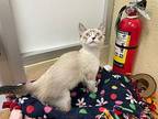 Blue, Siamese For Adoption In Parlier, California