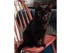 Octopus23, Domestic Shorthair For Adoption In Milwaukee, Wisconsin