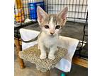 Marshmallow, Domestic Shorthair For Adoption In Effingham, Illinois