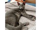 Snippet 2+, Russian Blue For Adoption In Fort Worth, Texas