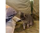 Fiesty, Domestic Shorthair For Adoption In Effingham, Illinois