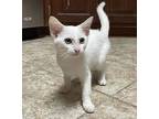 Fillik, Domestic Shorthair For Adoption In Oxford, Mississippi