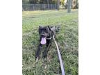 Sammi, Labrador Retriever For Adoption In Jacksonville, Florida