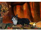 Azula, Domestic Shorthair For Adoption In Salt Lake City, Utah
