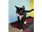 Dietrich, Domestic Shorthair For Adoption In Fresno, California