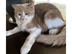 Erma, Maine Coon For Adoption In Paris, Kentucky
