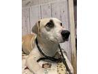 Phil, Labrador Retriever For Adoption In Opelousas, Louisiana