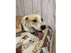 Matt, Labrador Retriever For Adoption In Opelousas, Louisiana