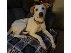 Cordelia, Labrador Retriever For Adoption In Brooklyn Center, Minnesota