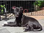 Leonardo, American Pit Bull Terrier For Adoption In Brooklyn Center, Minnesota