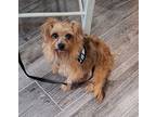 Groucho, Dachshund For Adoption In Weston, Florida