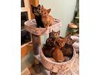 Florence, Domestic Shorthair For Adoption In Faribault, Minnesota