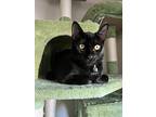 Guppy, Domestic Shorthair For Adoption In Santa Clara, California