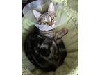Fiddy Pudding, Domestic Shorthair For Adoption In Santa Clara, California