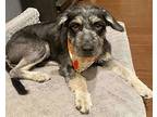Dixie, Terrier (unknown Type, Medium) For Adoption In Corona, California